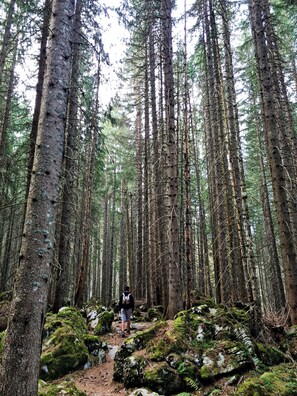 Un sentier forestier bordé de grands arbres et de rochers couverts de mousse.