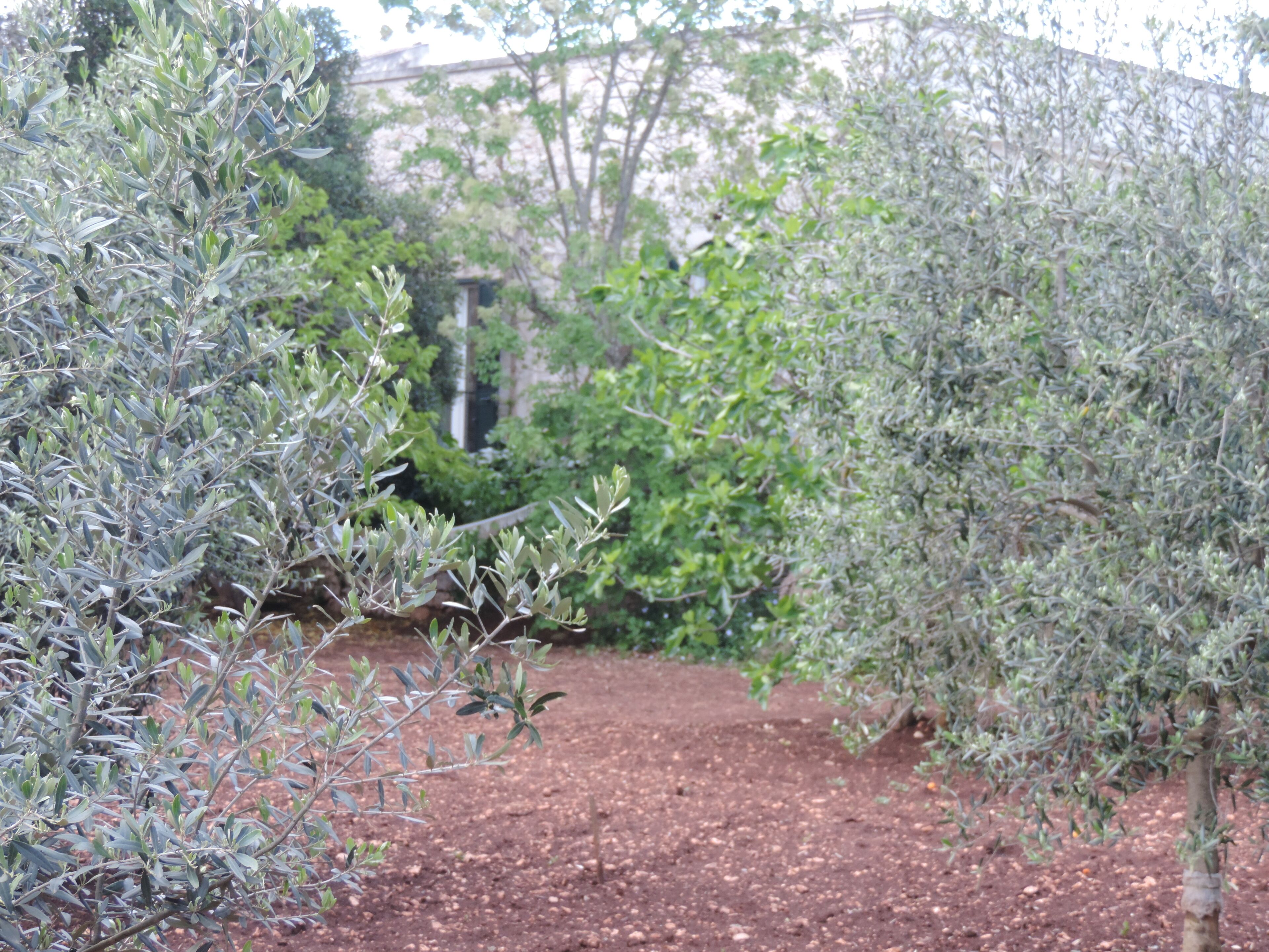 Un jardin avec des oliviers et un mur de briques en arrière-plan.