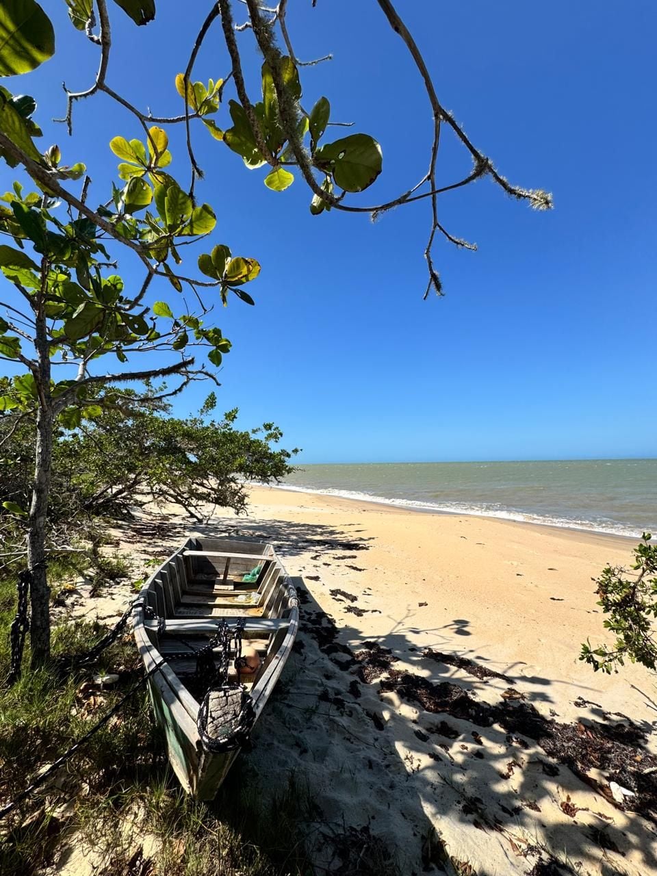 A beach scene with a boat tied to a tree, clear skies, and calm sea.