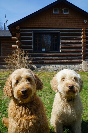 Twee honden voor een blokhut met een raam en een stenen muur.
