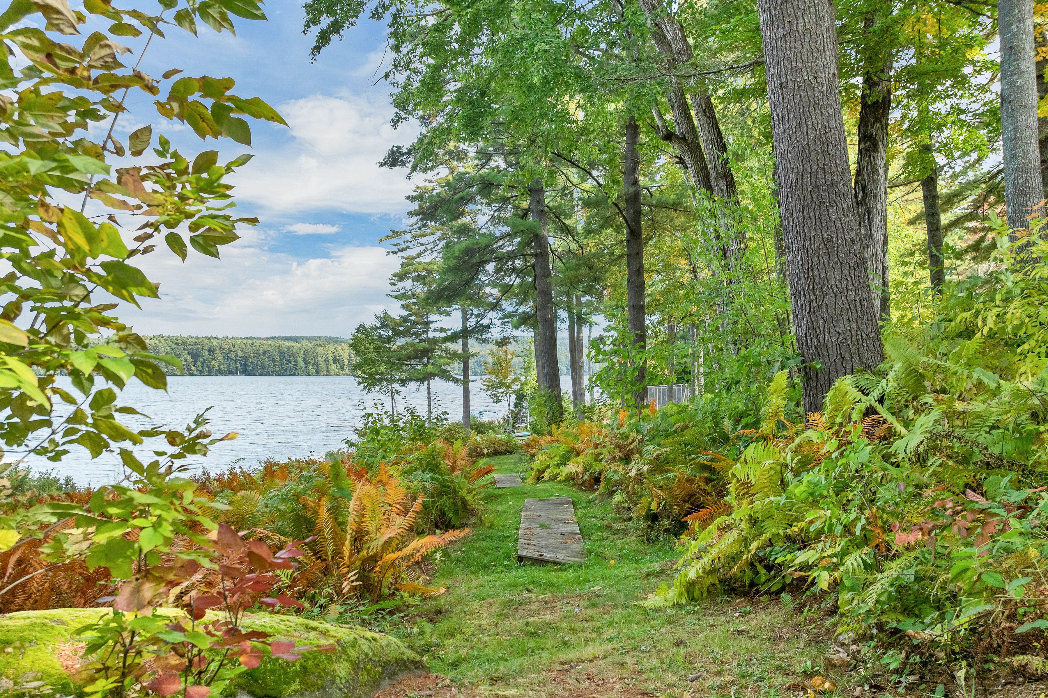 A forested area with a lake, a wooden path, and dense foliage.