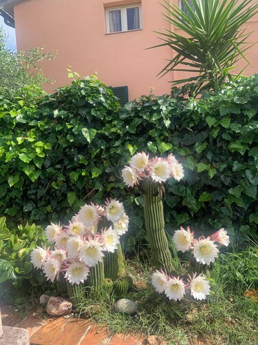 House in the green close to the sea animals allowed