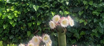 House in the green close to the sea animals allowed