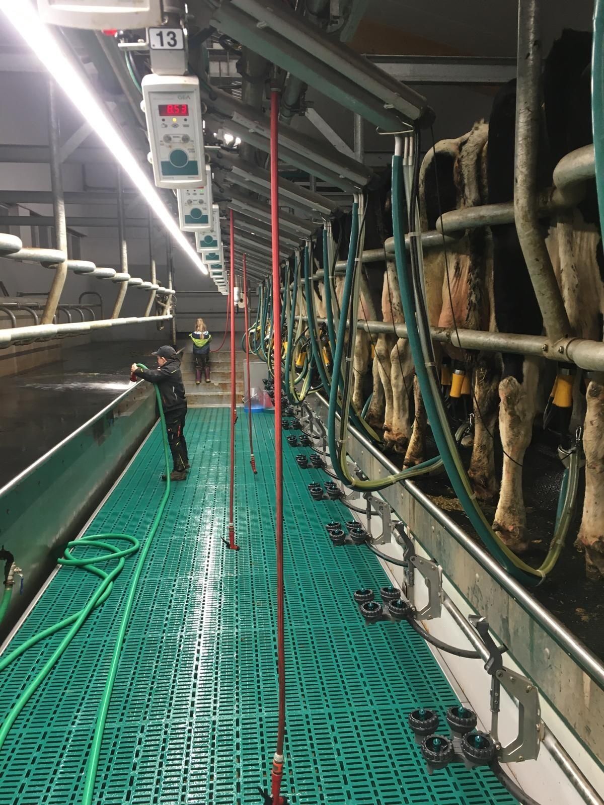 A dairy farm with cows in stalls, green flooring, and a person cleaning.