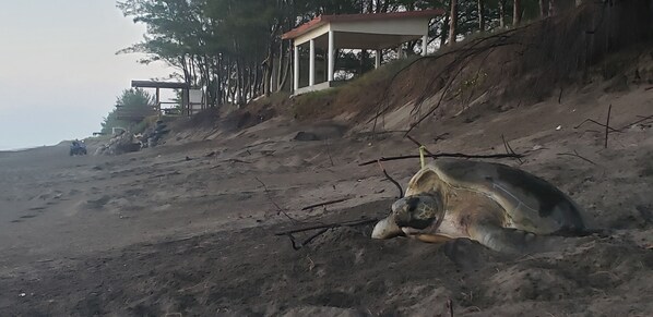 A turtle on a sandy beach with a building in the background. - Hotel Playa Tortugas (Vega de Alatorre)