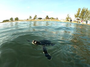 Una vista despejada de un cuerpo de agua con una tortuga nadando.