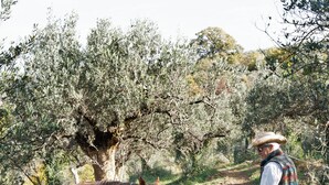 Une personne avec un cheval, dans un paysage rural, avec des arbres et un sentier.