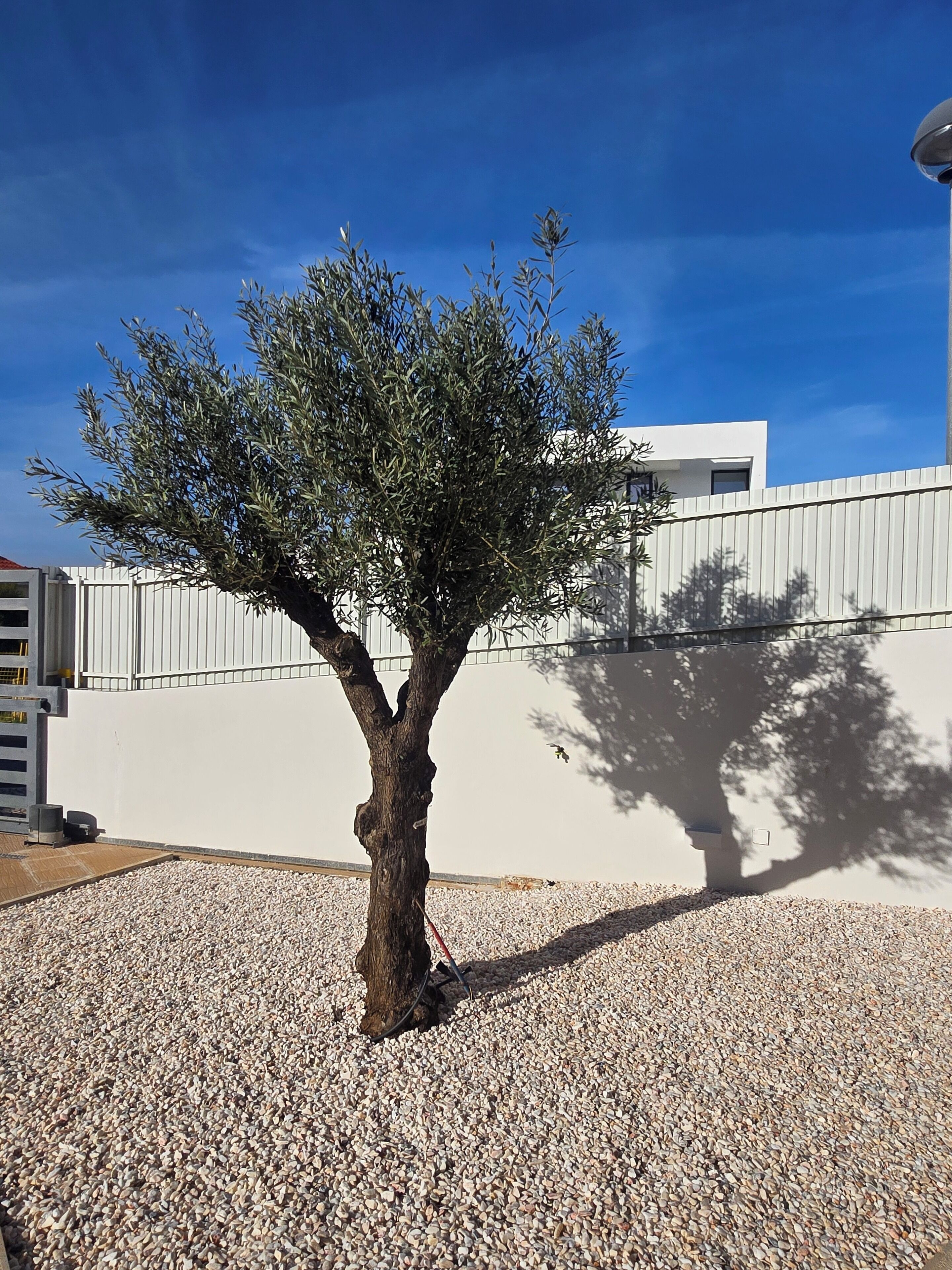 Ein Baum in einem Kiesbereich mit einer weißen Mauer und einem modernen Gebäude im Hintergrund.