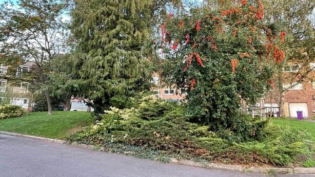 A residential street with a well-maintained lawn, a variety of trees including a tall evergreen and a bush with red berries, and a brick building with a garage in the background. - Double bedroom with ensuite 1 stop to Excel and O2 (London)