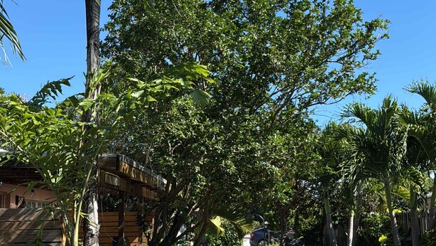 Un sentiero circondato da vegetazione rigogliosa e palme, che conduce a un edificio con una tettoia.