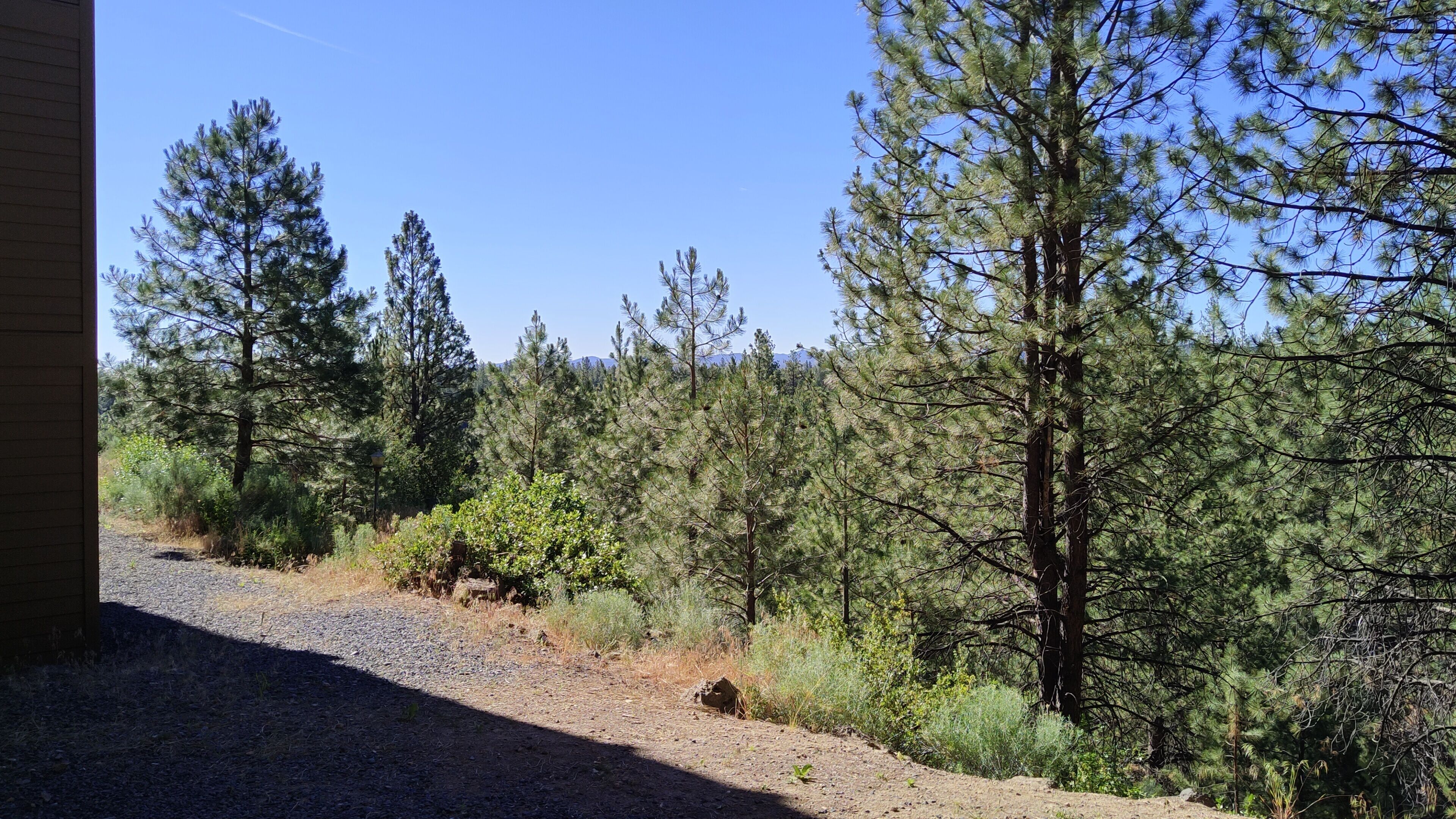 A gravel path leading through a forested area with tall pine trees and some underbrush.