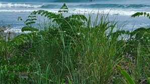 Un paysage côtier avec une petite île, des vagues et une végétation luxuriante au premier plan.