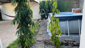 Un patio trasero con piscina, hamaca y un pequeño árbol.