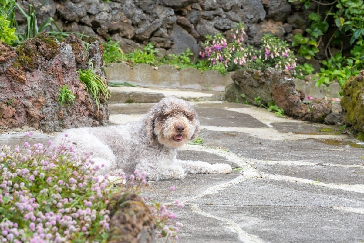Jardines del alojamiento