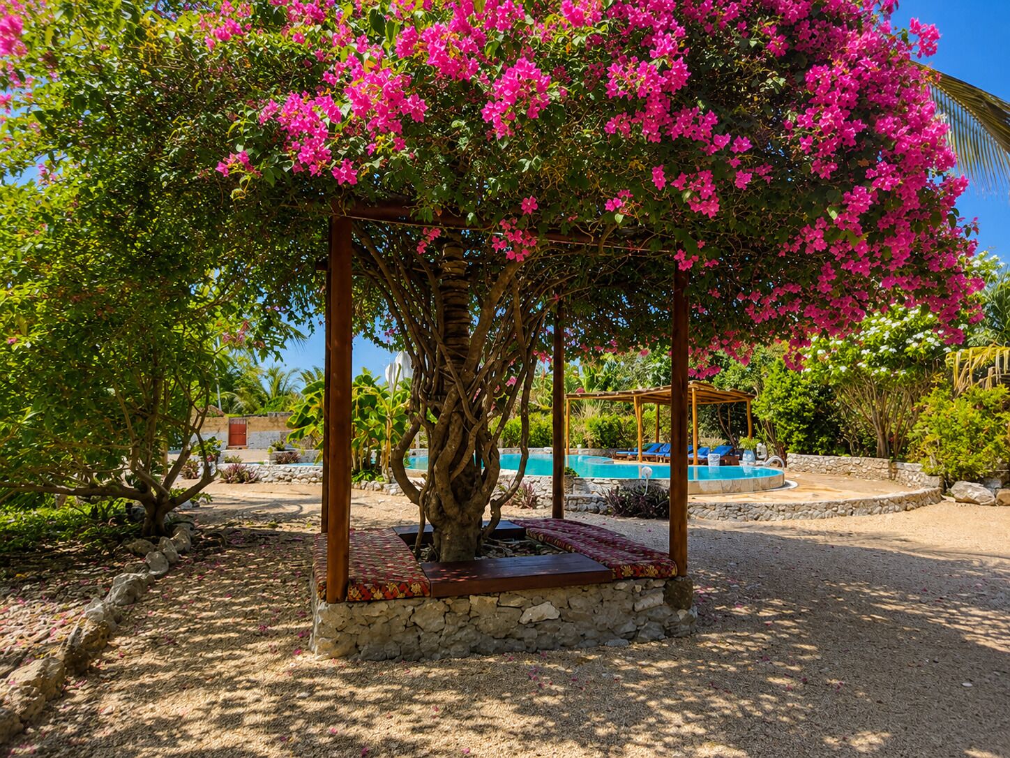 Un árbol con flores rosadas, una pérgola de madera y una piscina al fondo.