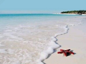 Ein Strand mit klarem Wasser und einem Seestern im Sand.