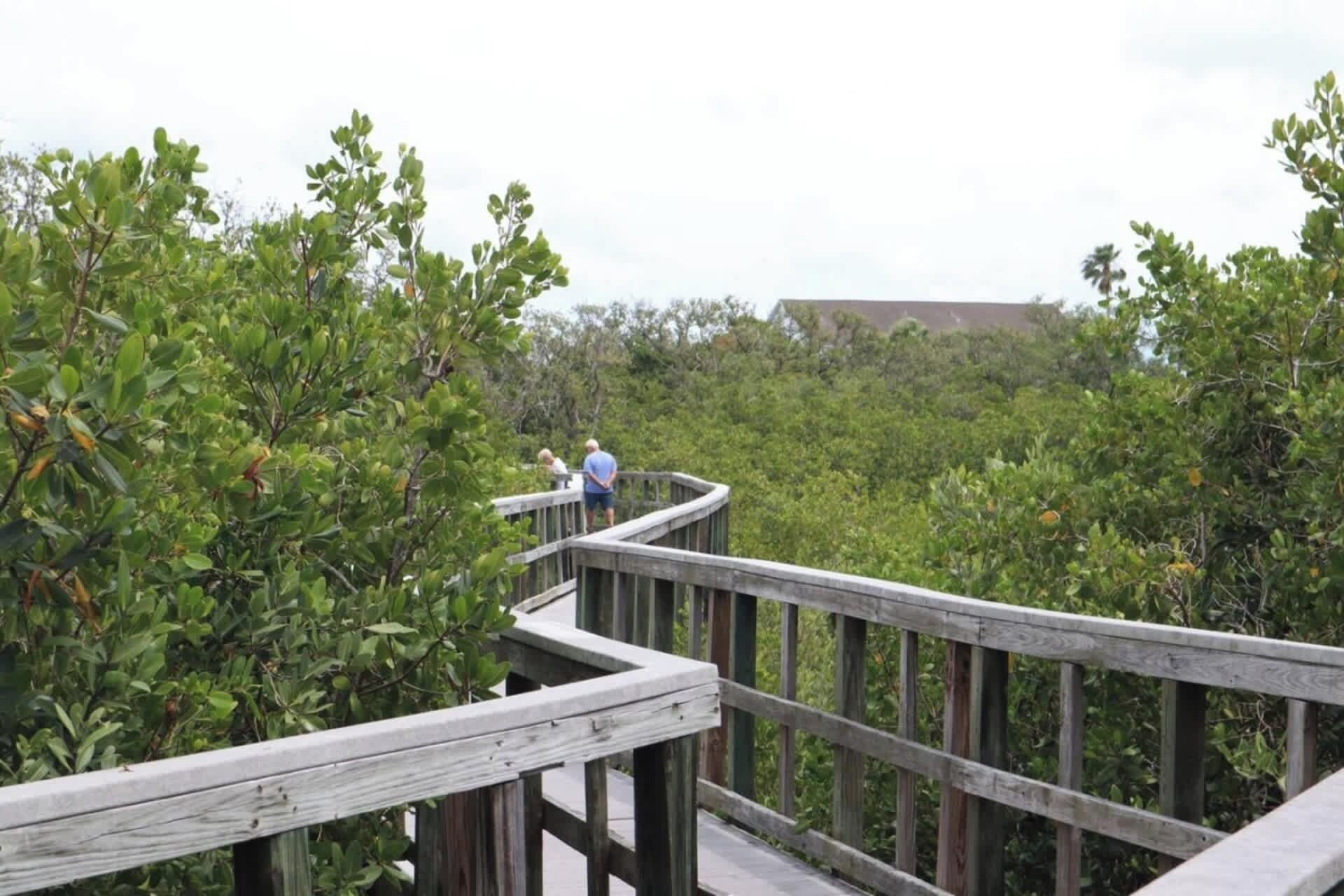 A wooden boardwalk in a dense, green forested area with a person standing at the end.