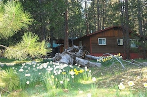 A cabin surrounded by a forest with pine trees and daffodils. - River Song (Yosemite National Park)