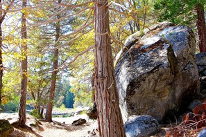 A forest scene with tall trees and a large rock. - Edmond's Place (Yosemite National Park)