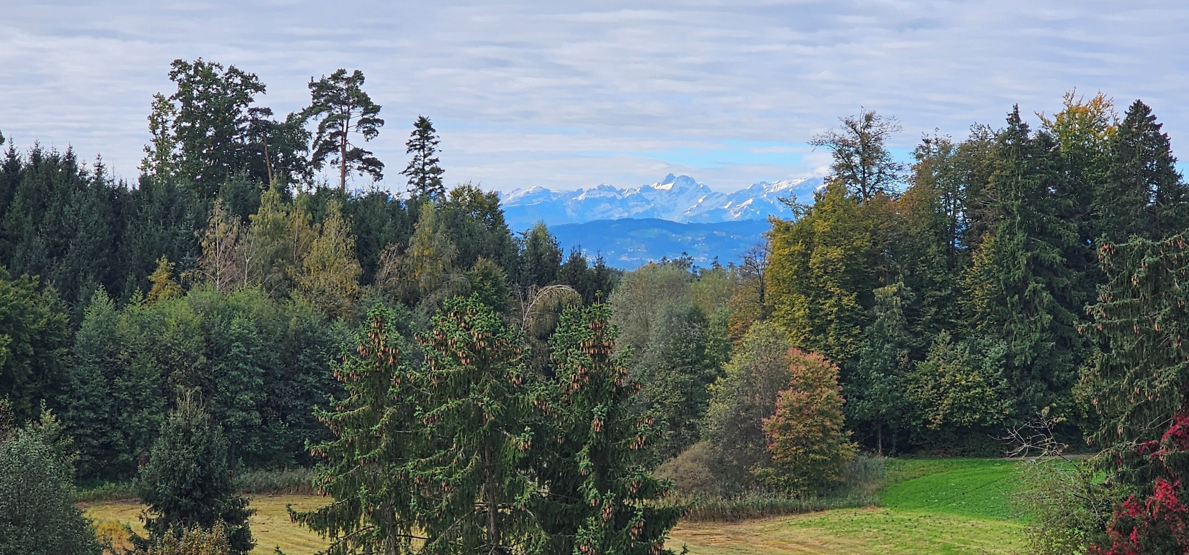 A forested landscape with a view of distant mountains.