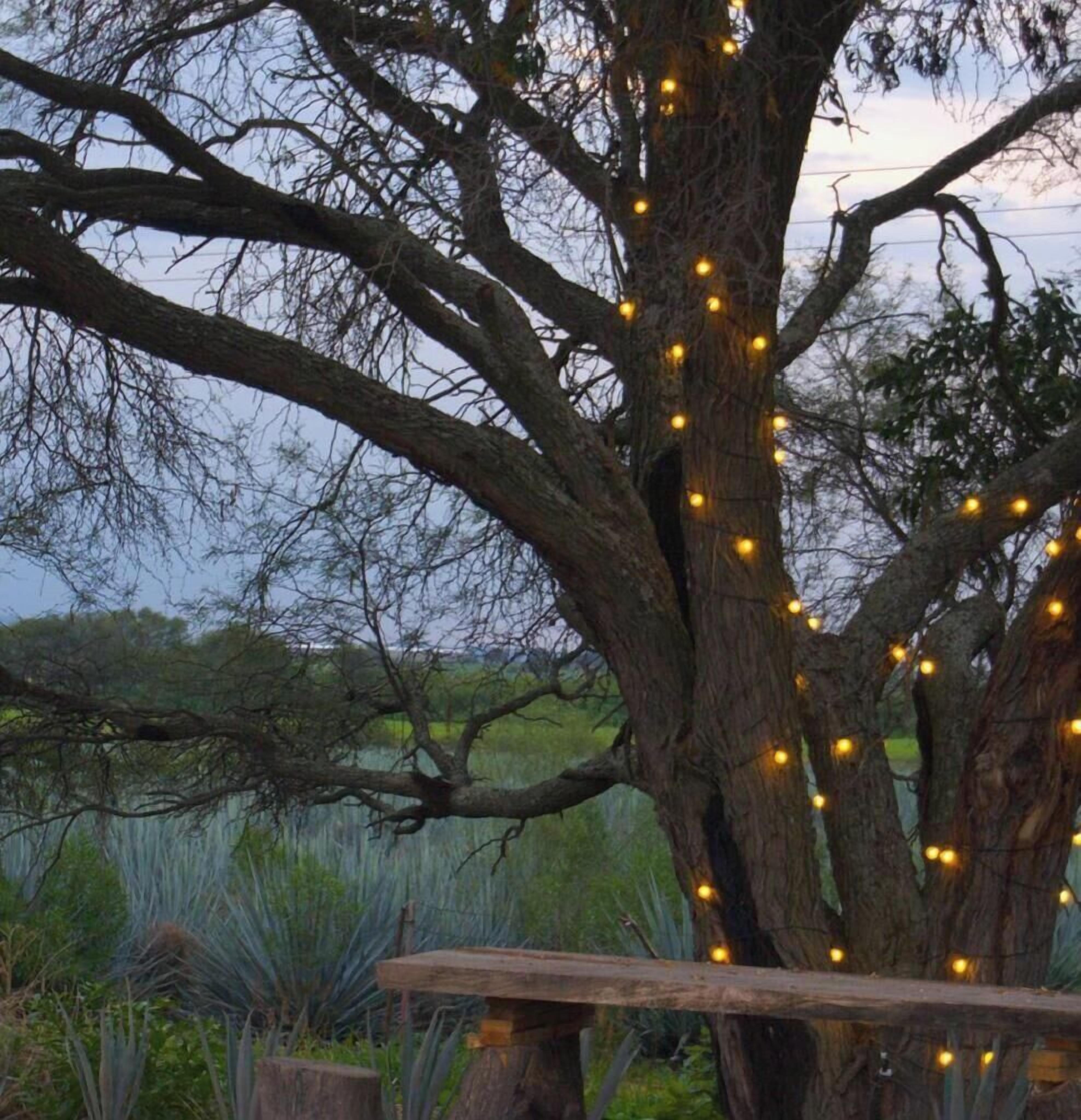 Un gran árbol con luces colgantes adornando sus ramas.