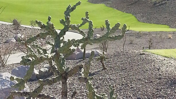 Ett ökenlandskap med en grön golfbana, ett stenigt område och en framträdande kaktus i förgrunden.
