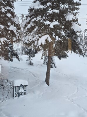 Property grounds - Located in the heart of Yellowknife on 49th (Yellowknife)