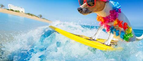 Un perro sobre una tabla de surf en la playa.