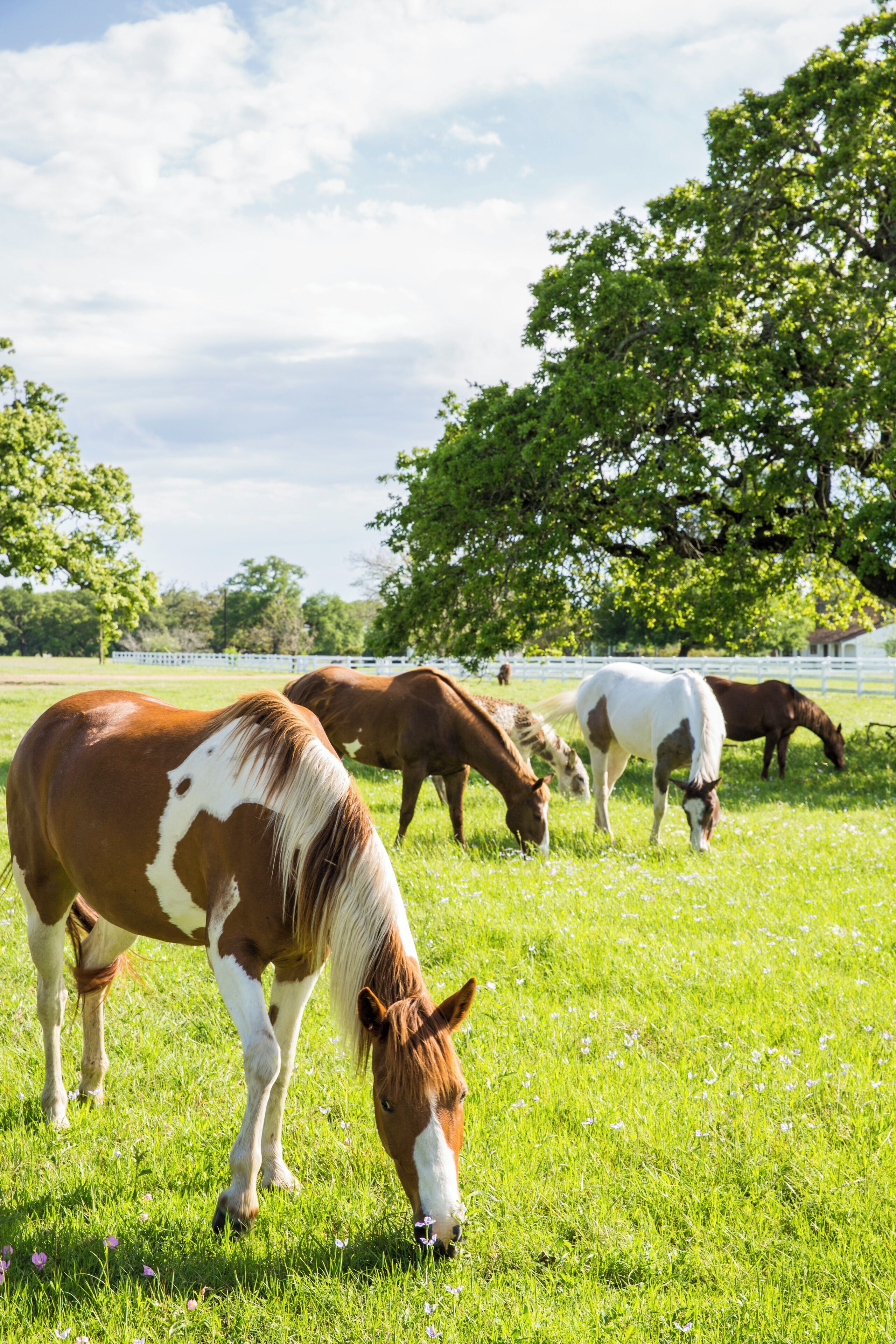 A stable with horses grazing in a grassy field.