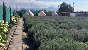A campsite with several tents and a wooden boardwalk. - Natural Romance in Glamping Rincón de Lavanda (Texcoco de Mora)
