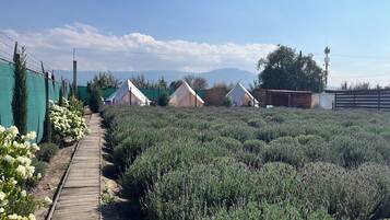 Área da propriedade