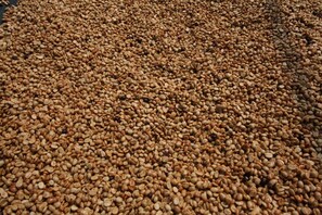 Miscellaneous - Waterfront Bliss | Brand New & Modern Resort-Style (Wentworth Point)