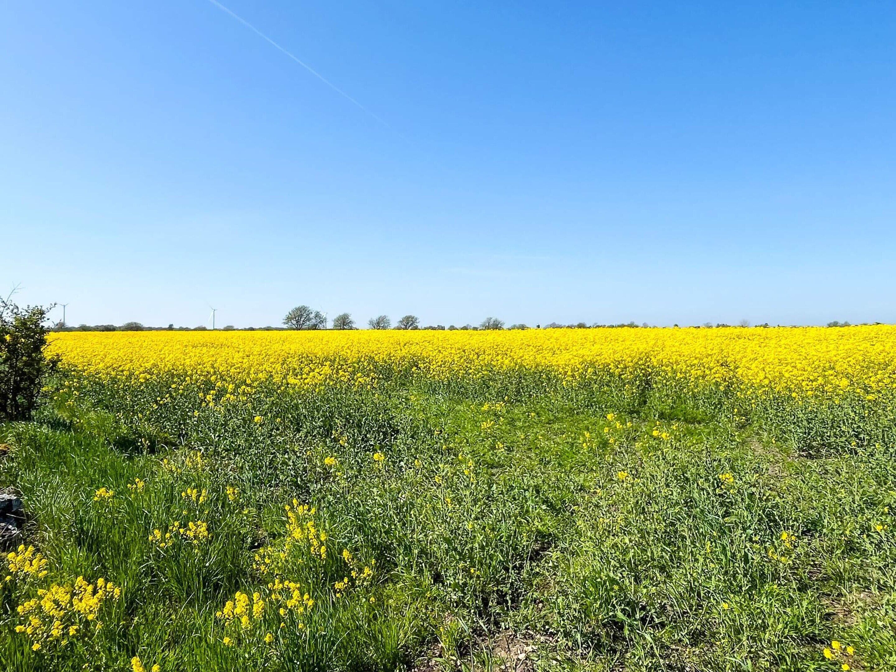 Een uitgestrekt veld met gele bloemen onder een heldere blauwe lucht.