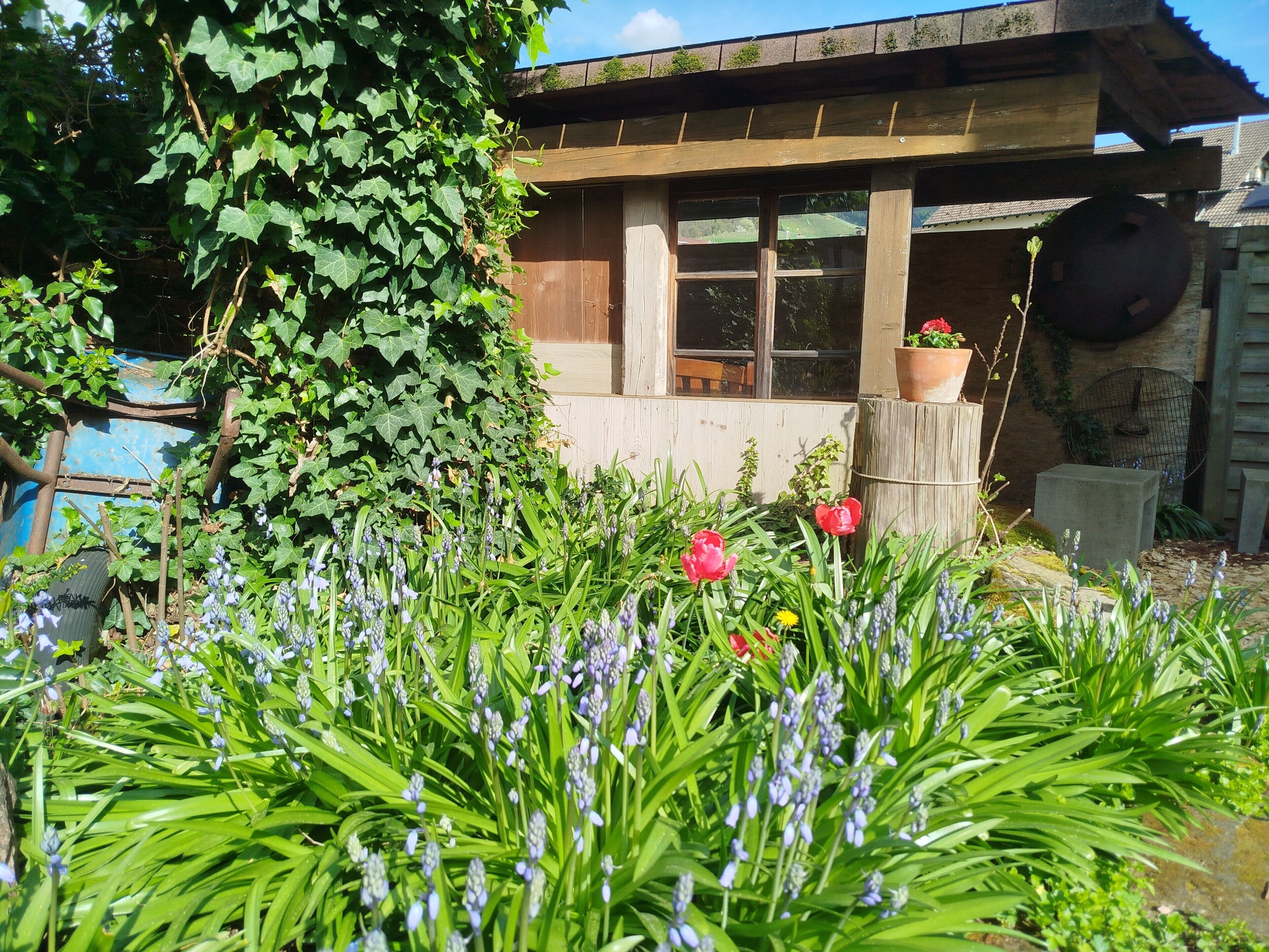 Een tuin met bloemen en een houten constructie met ramen.