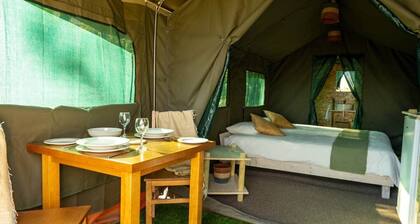 Safari Glamping Portugal Shark