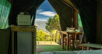 Safari Glamping Portugal Lion