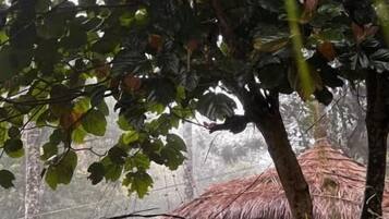 Basic Room, Garden View | Exterior detail