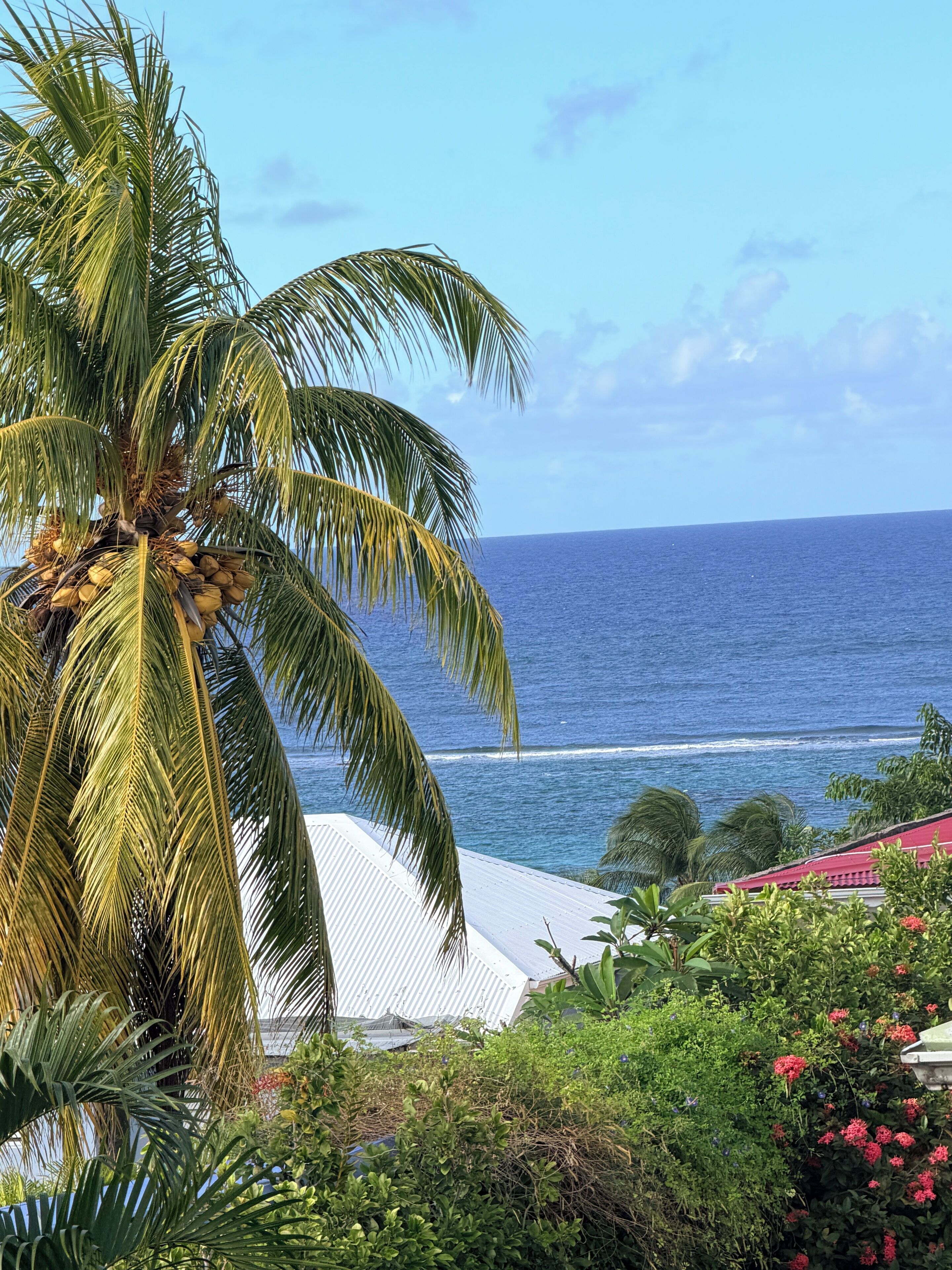 A coastal view with a palm tree and ocean.