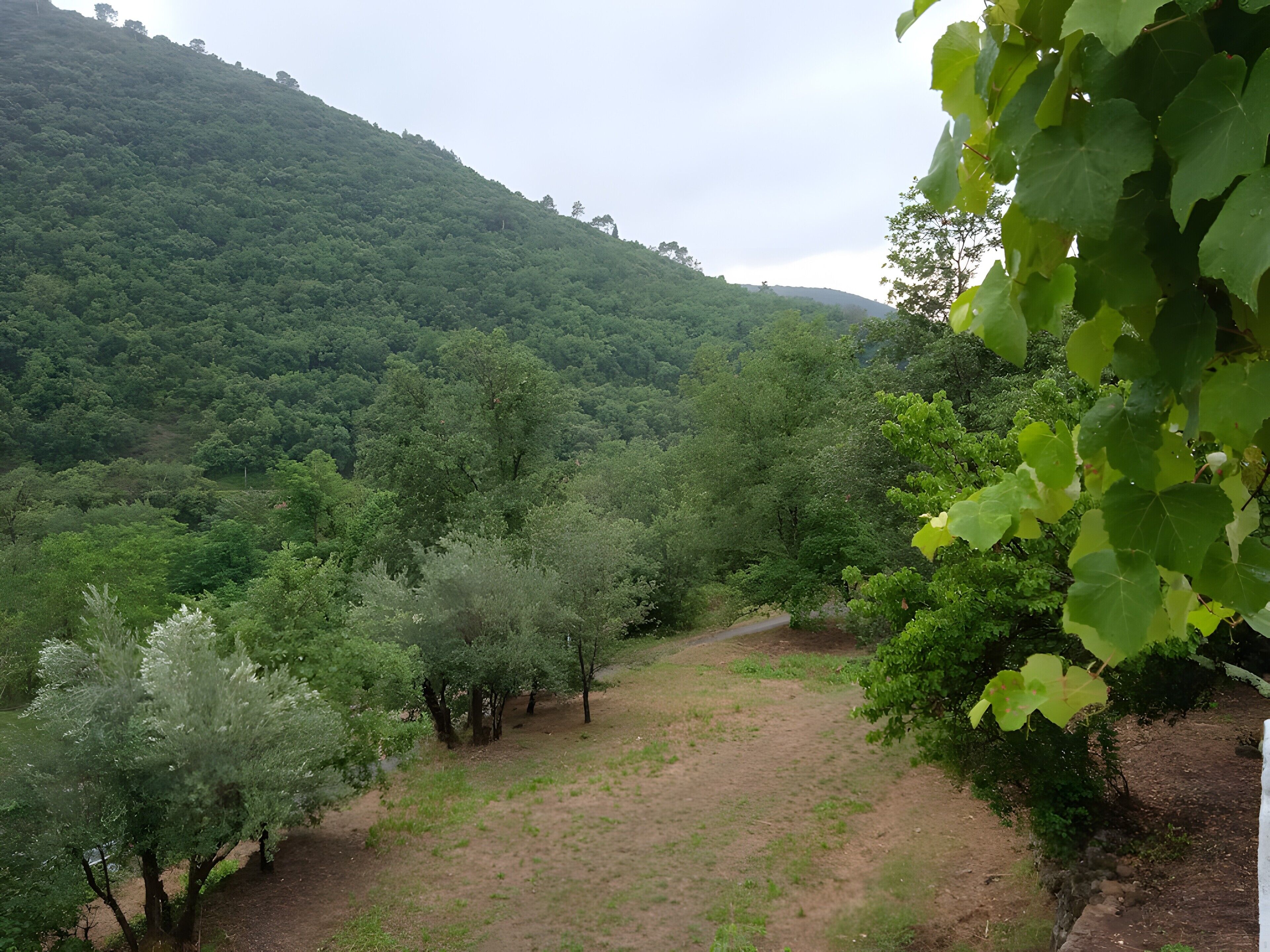 A lush green landscape with dense forest and a dirt path.