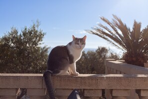 Lemmikkiystävällinen