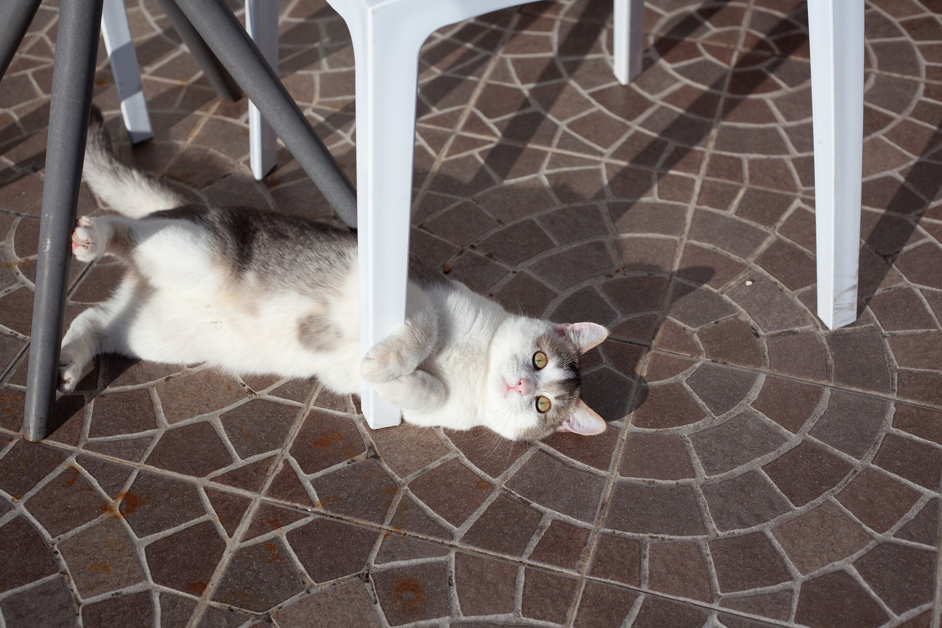 Un chat est allongé sur un sol carrelé, avec le pied d’une chaise à proximité.