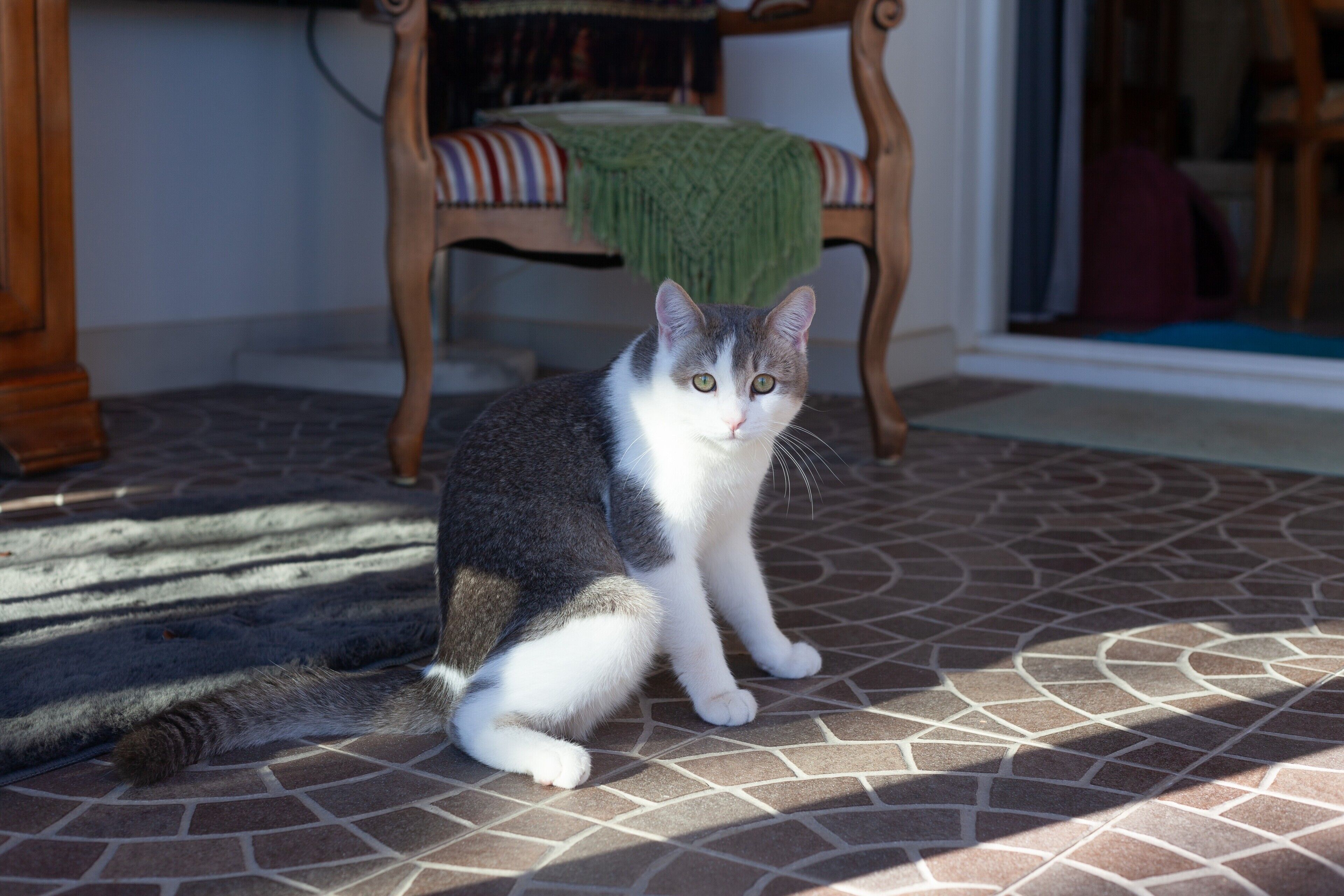 A cat sitting on a patterned floor with a chair and a blanket in the background.