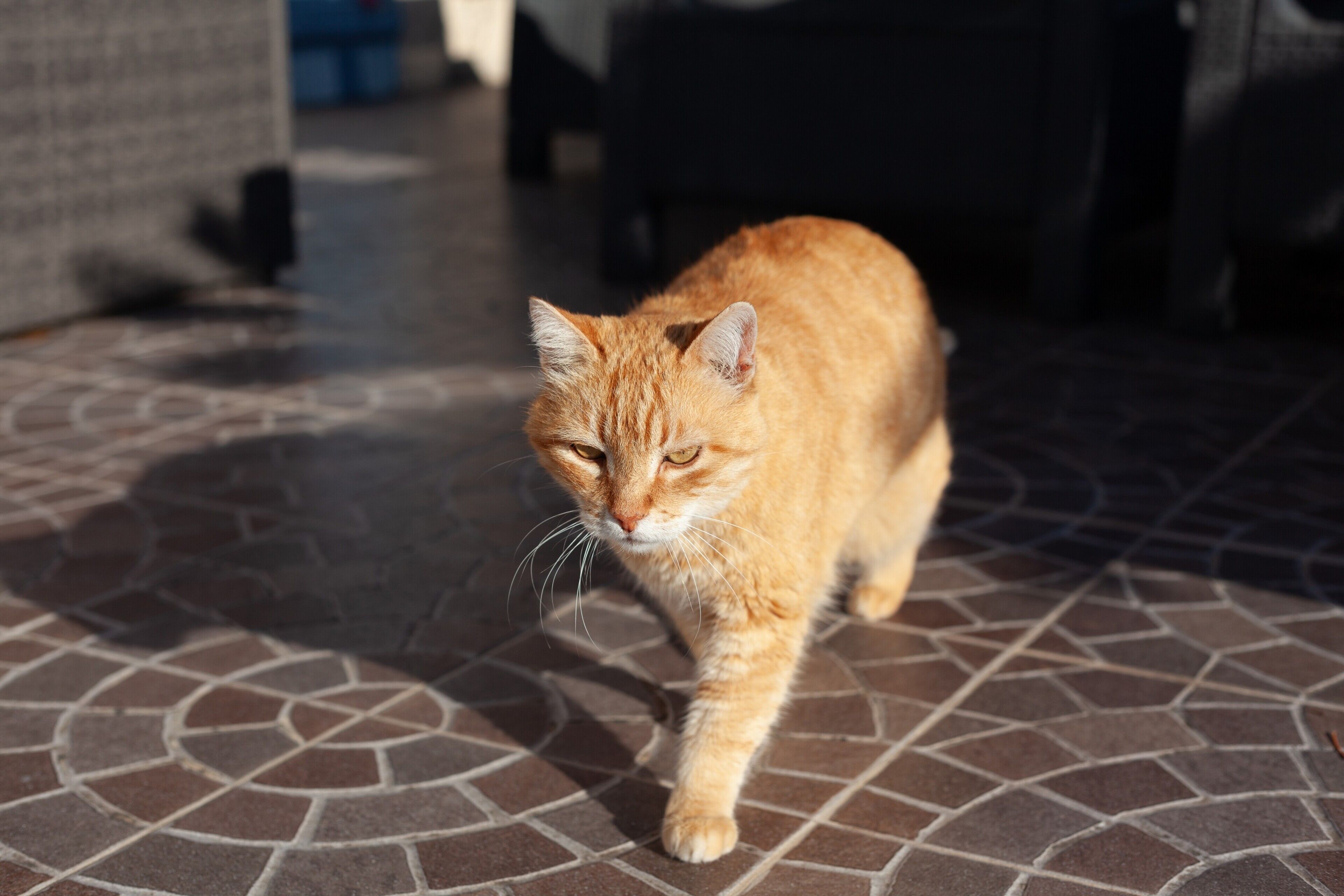 Animaux de compagnie acceptés