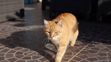 Animaux de compagnie acceptés