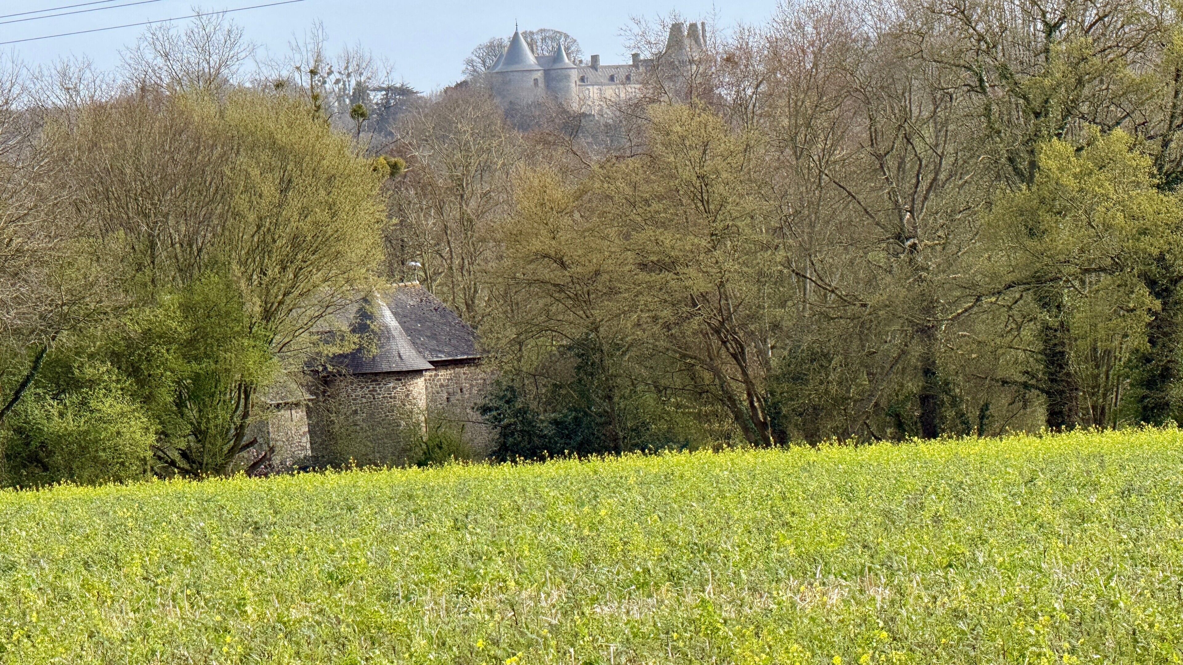 A stone building with a thatched roof, surrounded by trees and a field of yellow flowers.