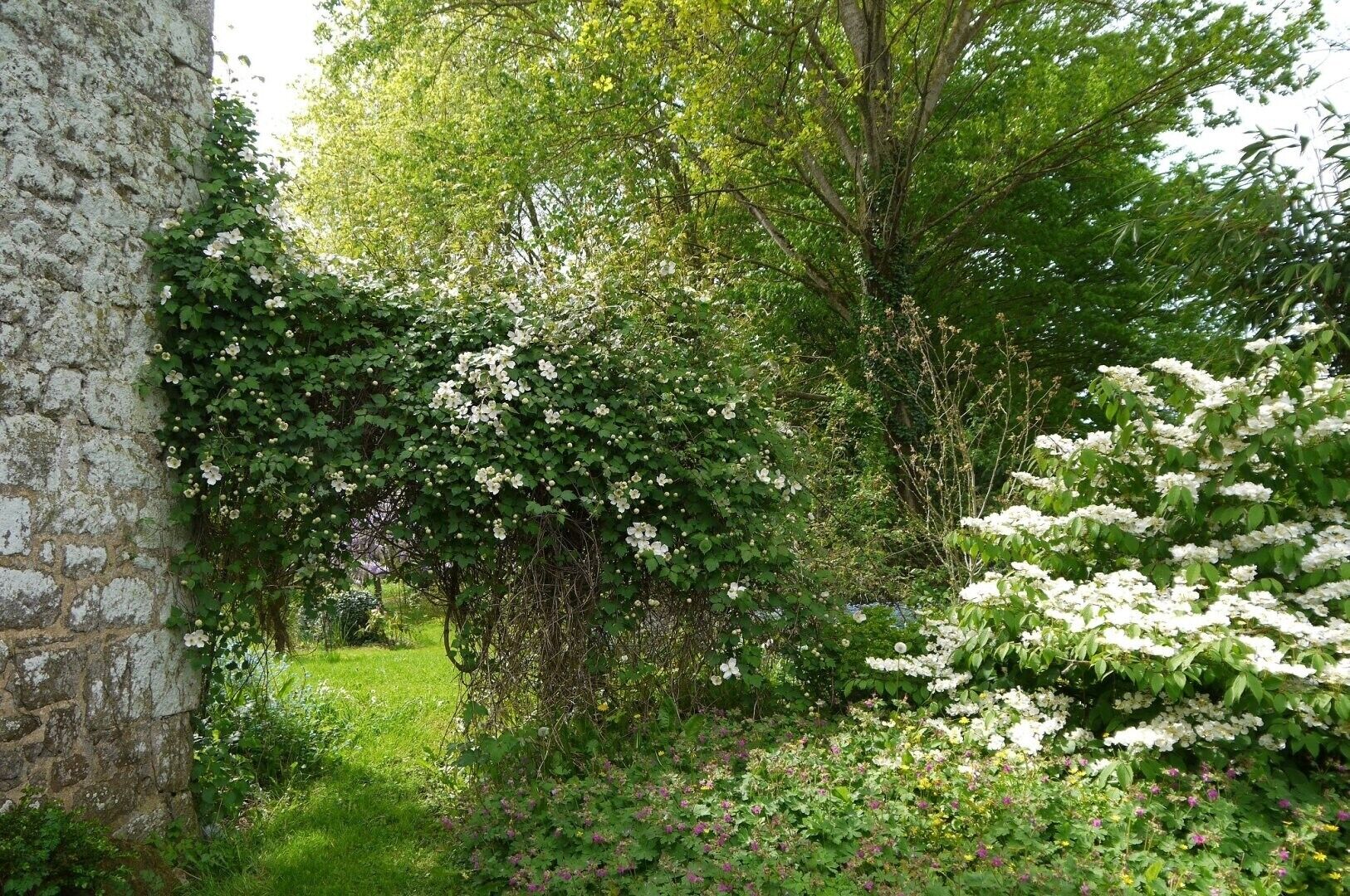 Ein Garten mit blühenden Pflanzen und einer Steinmauer.