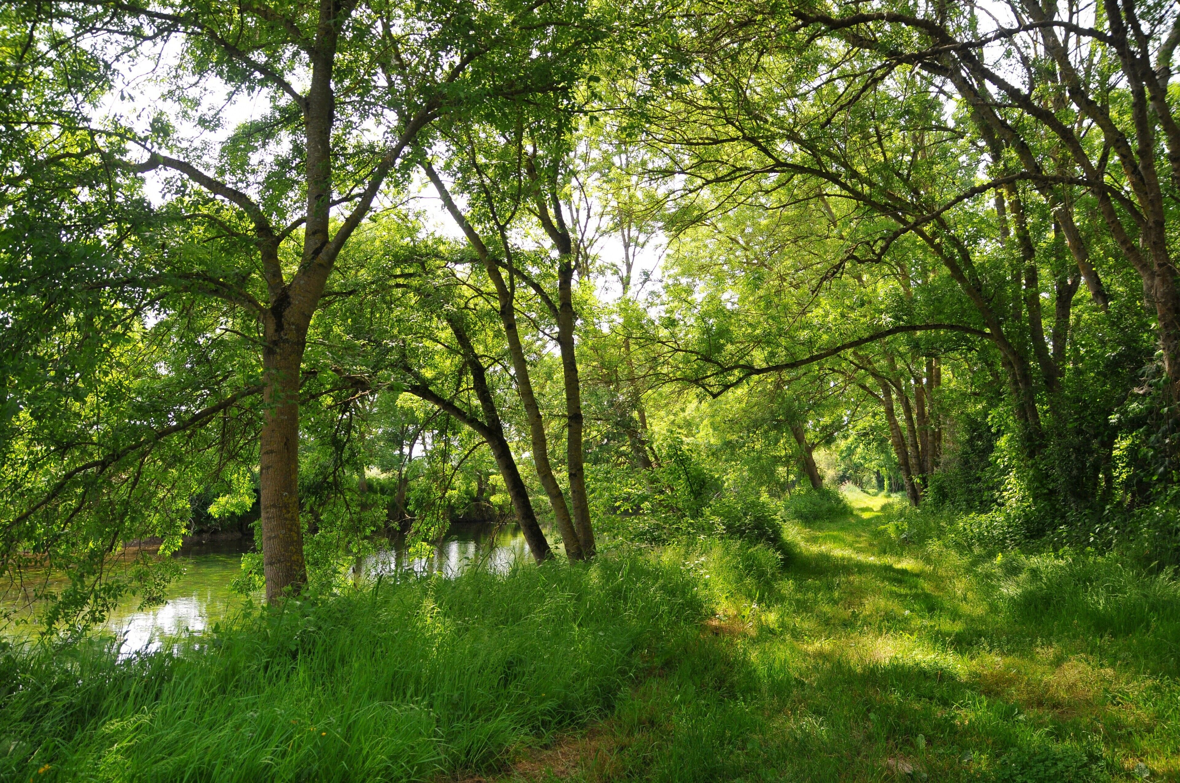 A lush green forest with a river, dense foliage, and a tranquil setting.