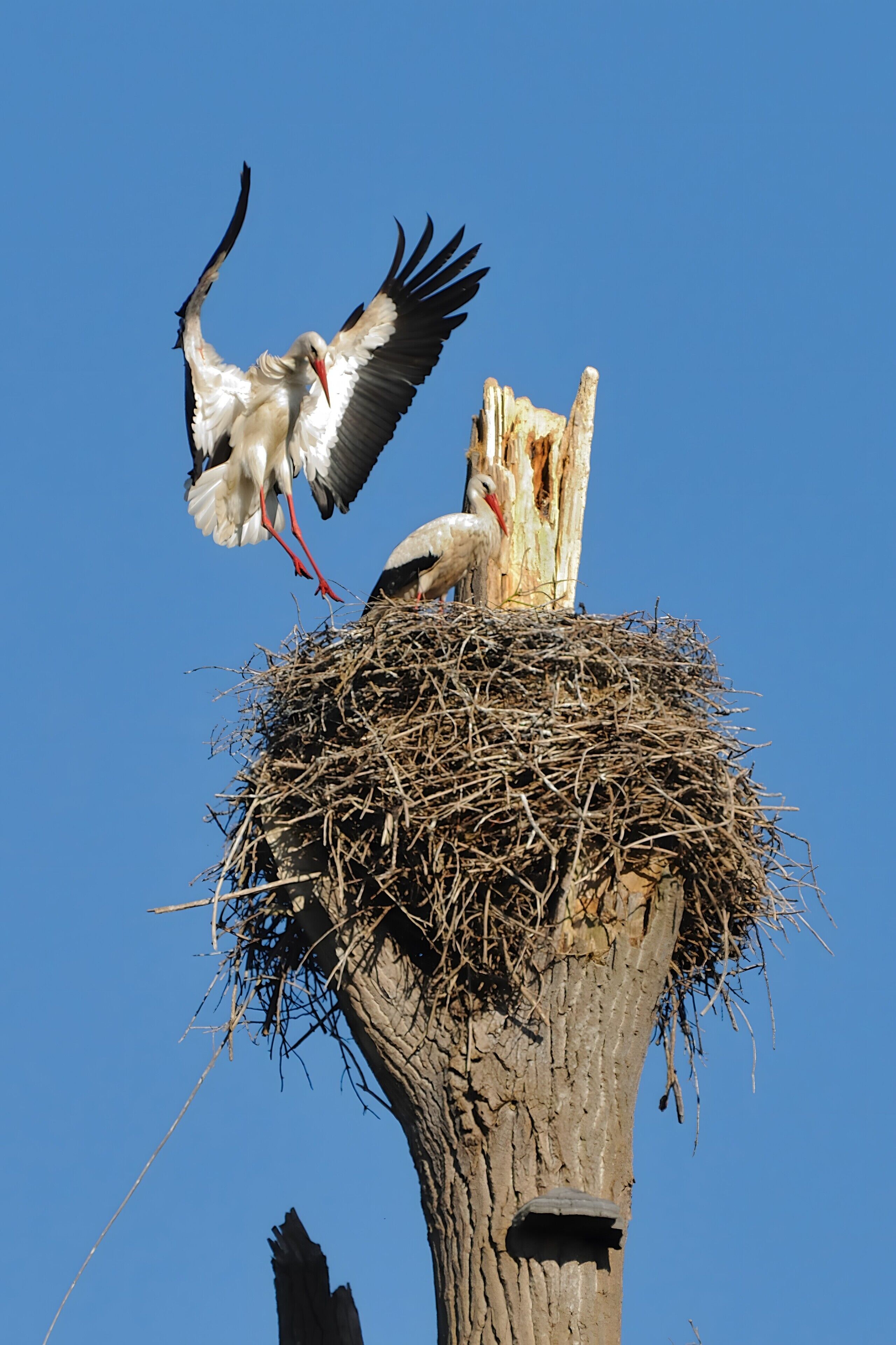 A nest on a tree with two storks.