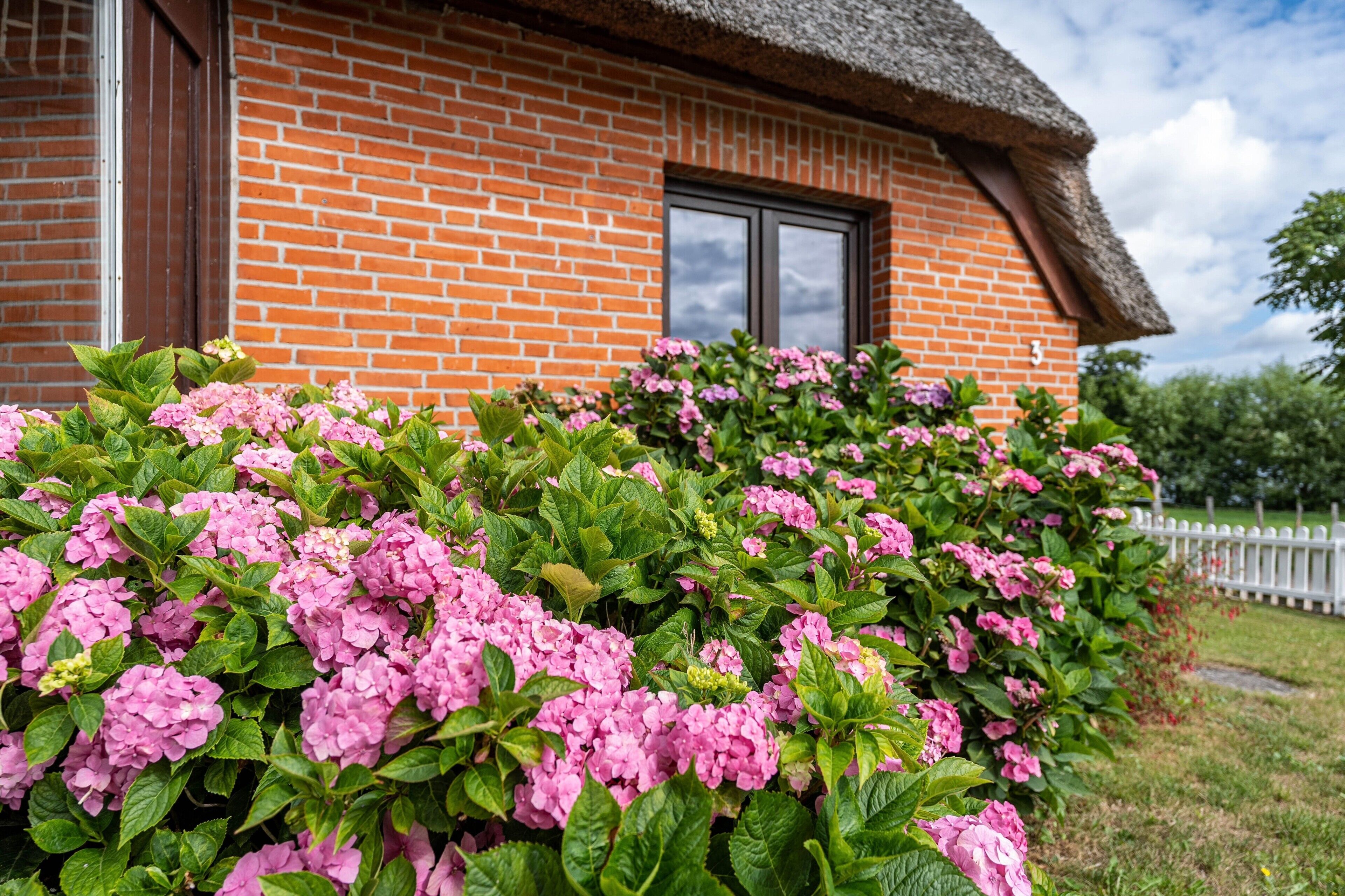 Ein Backsteinhaus mit einem Strohdach, umgeben von einem Rosenstrauch einer Hortensie.