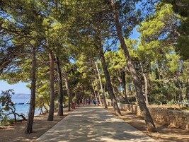 A pathway lined with trees, leading to a body of water.